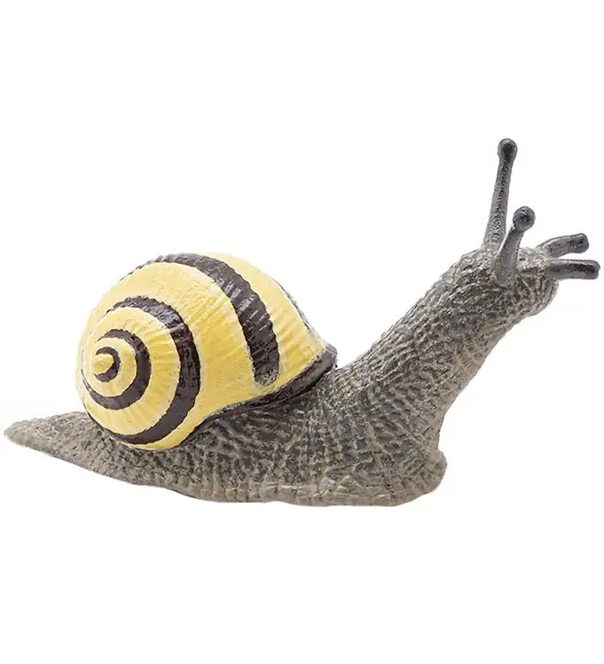 Nu Kopen Papo Groef Slak - L:6 cm