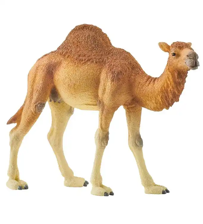 Fabrieksprijs Schleich Dier - H: 11 cm - Dromedaris 14832