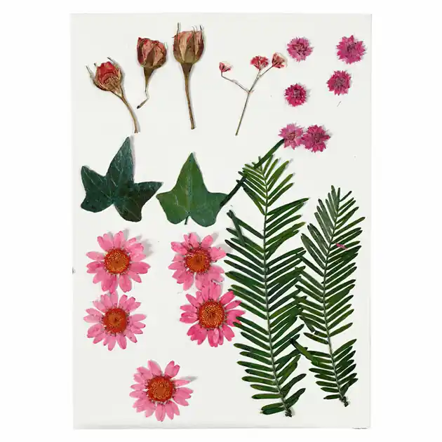 Gedroogde Bloemen en Bladeren Lichtrood, 19dlg. Koop Online