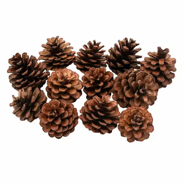 Exclusieve Aanbieding Colorations - Dennenappels, 12st.
