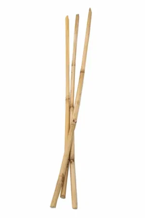 Colorations - Bamboestokken 50cm, 3st. Hete Deal