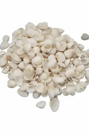 Bestel Nu Colorations - Kleine Ark Schelpen, 500 gram