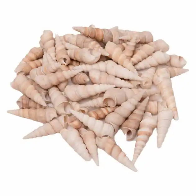 Flitsaanbieding Colorations - Zeeschelpen Turritella, 550g