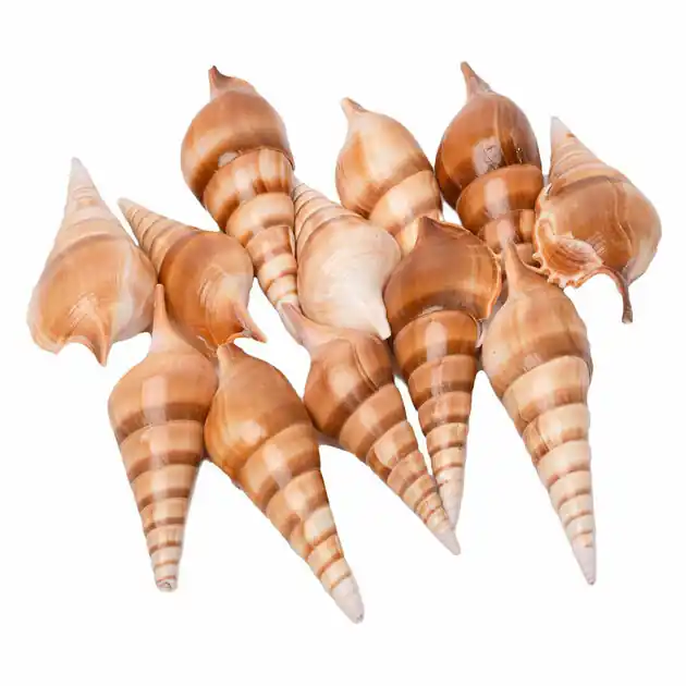Express Levering Colorations - Zeeschelpen Tibia, 400g