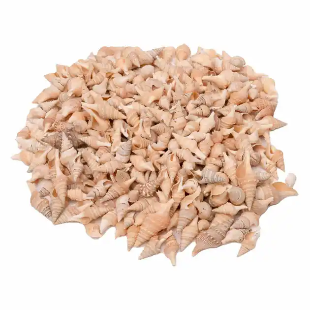 Colorations - Zeeschelpen Turrid, 400g Aanbieding