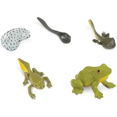 Speelfiguren Levenscyclus Kikker - Safari Ltd 5 stuks Beperkt Aanbod