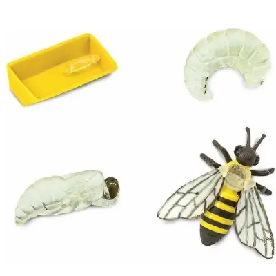 Speelfiguren Levenscyclus Honingbij - Safari Ltd 4 stuks Superprijs