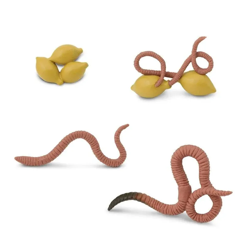 Speelfiguren Levenscyclus Regenworm - Safari Ltd 4 stuks Meest Verkocht