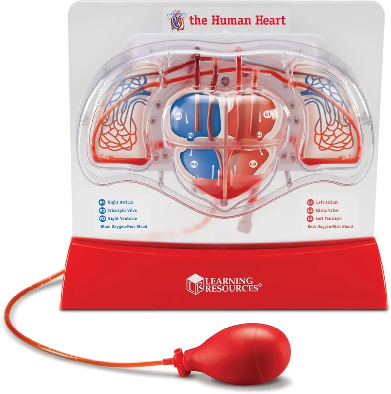 Must-Have Learning Resources - Pompend Hart Model