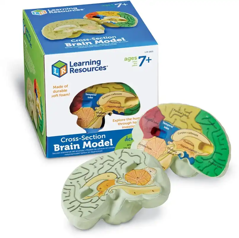 Must-Have Learning Resources - Menselijk Breinmodel met Dwarsdoorsnede