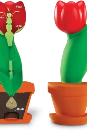 Bestel Nu Learning Resources - Bloem Dwarsdoorsnede Model