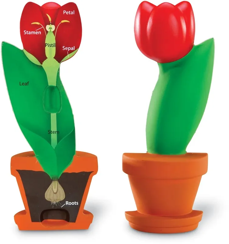 Bestel Nu Learning Resources - Bloem Dwarsdoorsnede Model