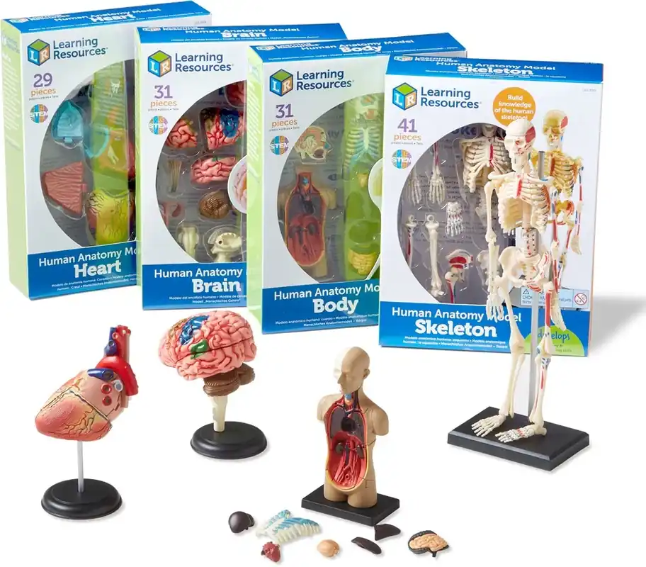 Finale Uitverkoop Learning Resources - Anatomie Modellen Bundel
