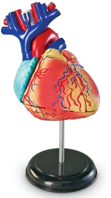 Learning Resources - Anatomie Model Hart Hete Deal