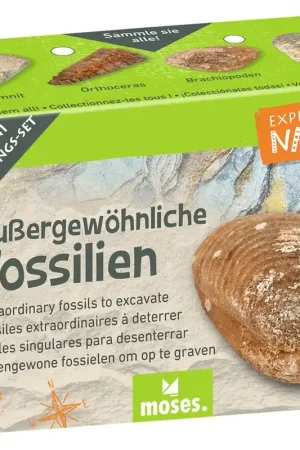 Betrouwbaar Minigraafset Bijzondere fossielen