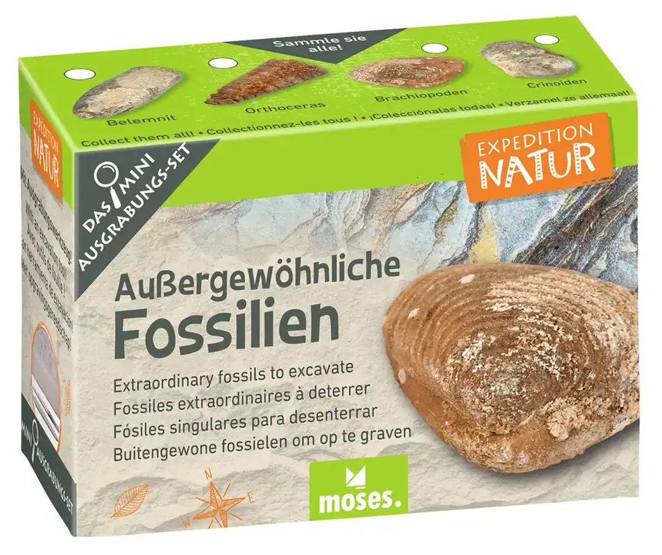 Betrouwbaar Minigraafset Bijzondere fossielen